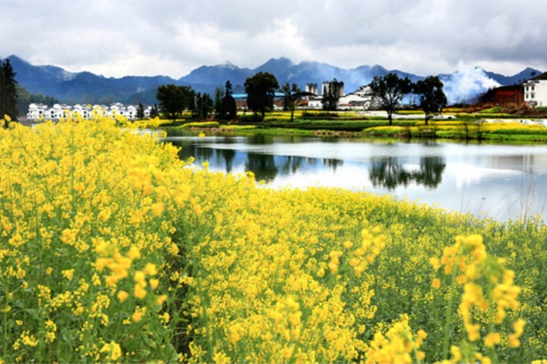 江西婺源油菜花美景