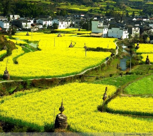 婺源油菜花