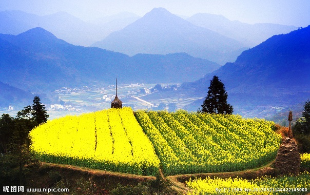 “江西婺源油菜花美景1”