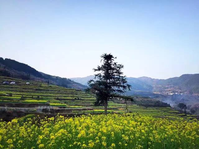 婺源江岭油菜花