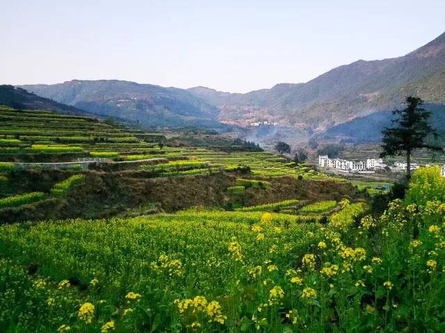 婺源江岭油菜花