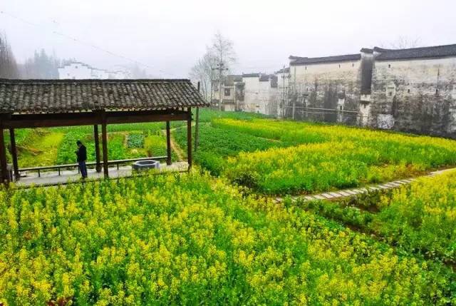 婺源彩虹桥油菜花