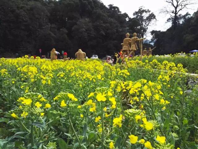 婺源篁岭油菜花什么时候开