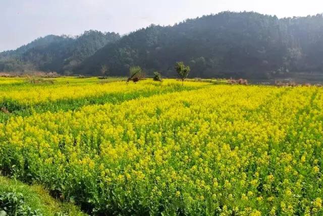 婺源平原油菜花