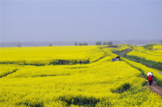 彭泽棉船油菜花什么样子