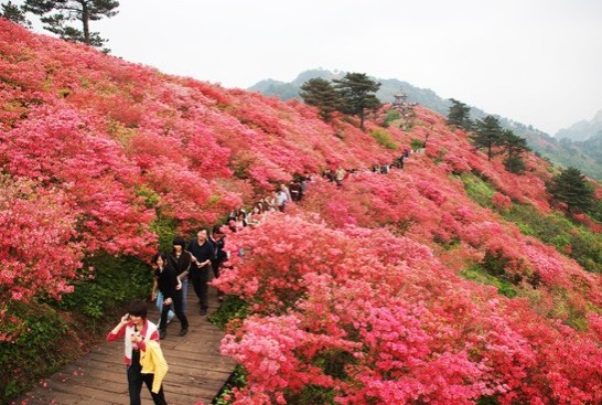 映山红游玩攻略,映山红旅游攻略