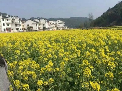 [九江出发]婺源、三清山、景德镇三日游（四星，纯玩）